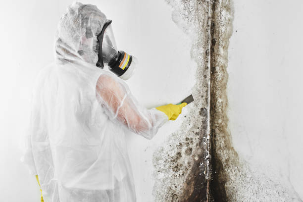 Best DIY Mold Remediation in USA